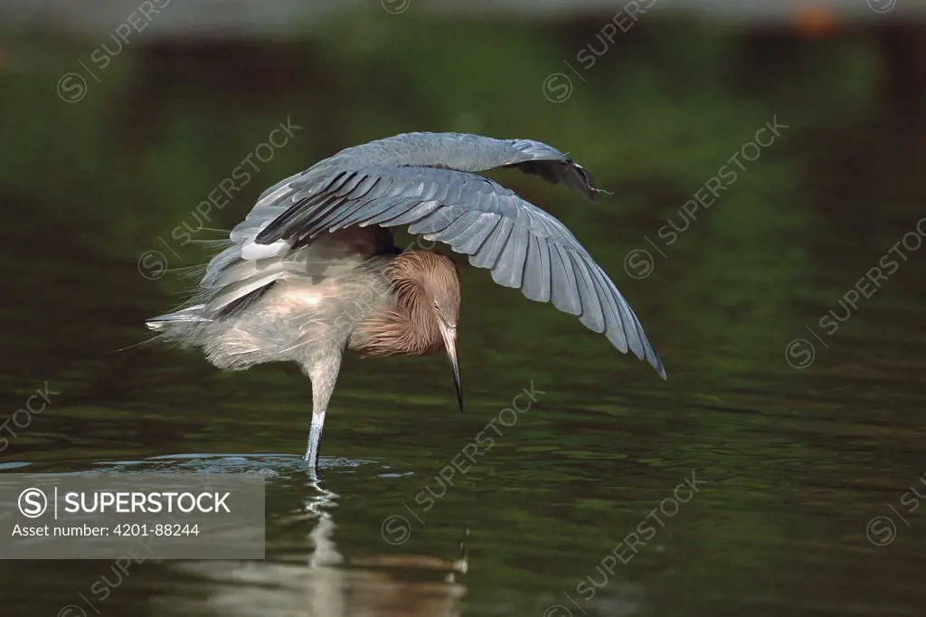 Reddish Egret (Egretta rufescens) using wings to create shadows which makes it easier to spot fish, Florida