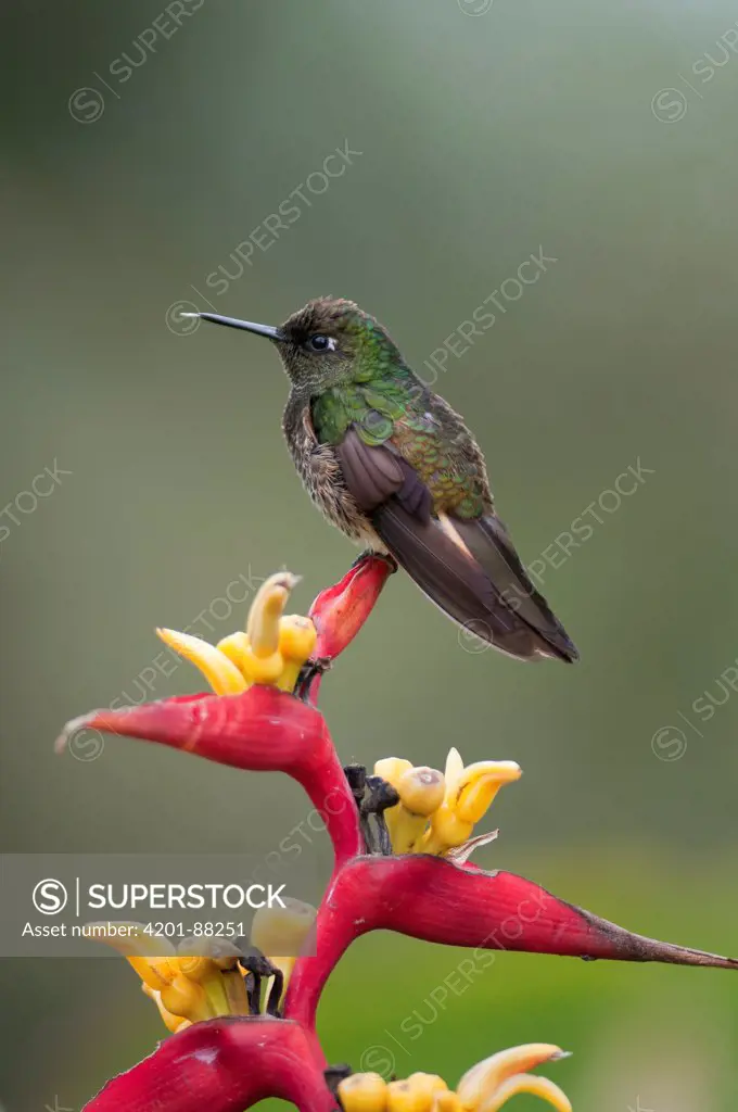Buff-tailed Coronet (Boissonneaua flavescens) hummingbird, Tandayapa Valley, Ecuador