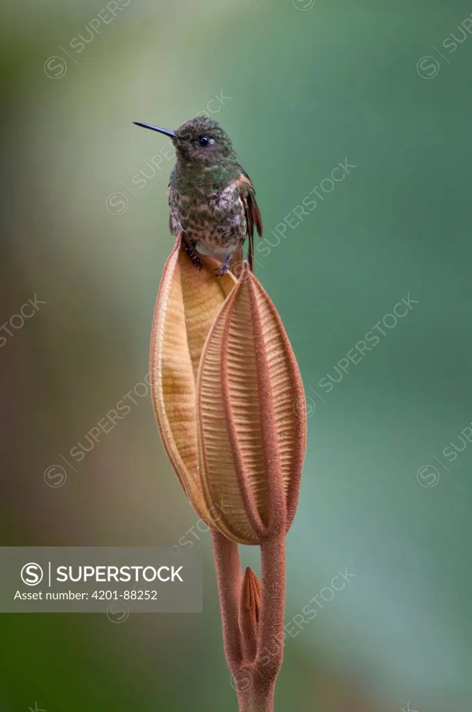 Buff-tailed Coronet (Boissonneaua flavescens) hummingbird, Bellavista Cloud Forest Reserve, Tandayapa Valley, Ecuador