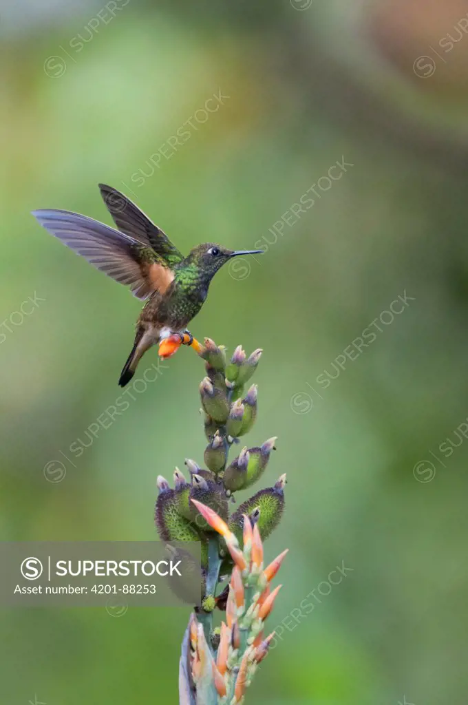 Buff-tailed Coronet (Boissonneaua flavescens) hummingbird landing, Bellavista Cloud Forest Reserve, Ecuador