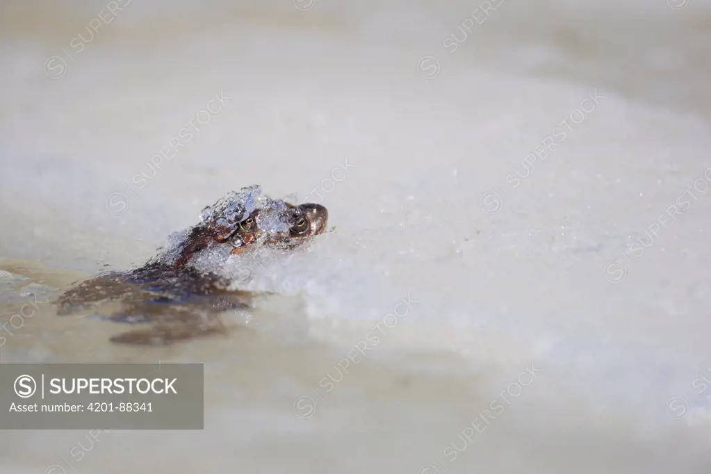 Common Frog (Rana temporaria) emerging from ice at around 2000 meters, Alps, France
