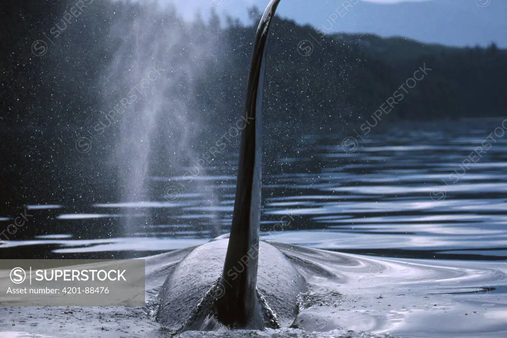 Orca (Orcinus orca) male surfacing, Johnstone Strait, British Columbia, Canada