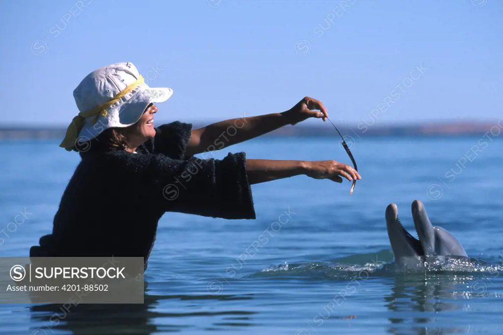 Bottlenose Dolphin (Tursiops truncatus) playing with tourist, Monkey Mia, Western Australia