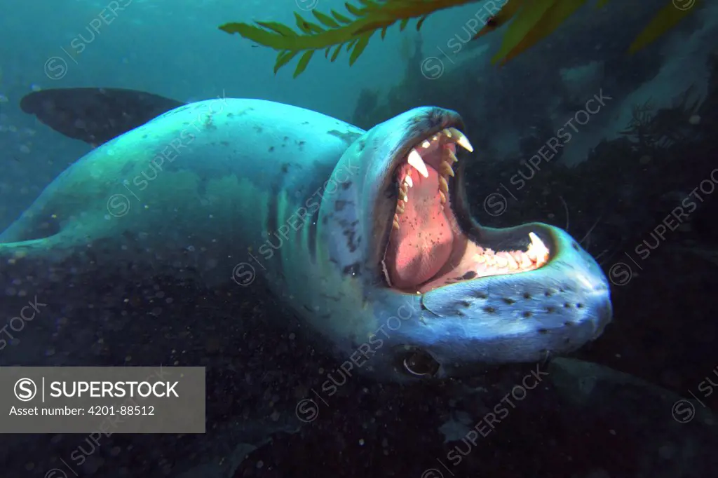 Leopard Seal (Hydrurga leptonyx) threat display, Antarctica