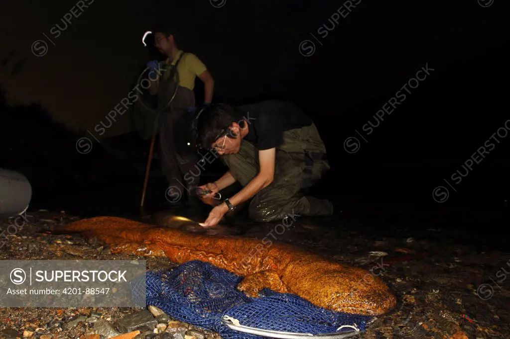 Japanese Giant Salamander (Andrias japonicus) and Chinese Giant Salamander (Andrias davidianus) hybrid caught by biologists, Honshu, Japan