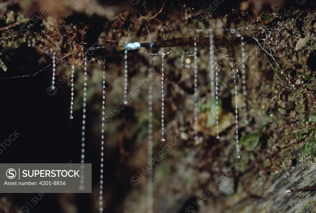 New Zealand Glow-worm (Arachnocampa luminosa) the larval stage of a fly, captures prey with hanging sticky tendrils of mucus, Fox Glacier, New Zealand