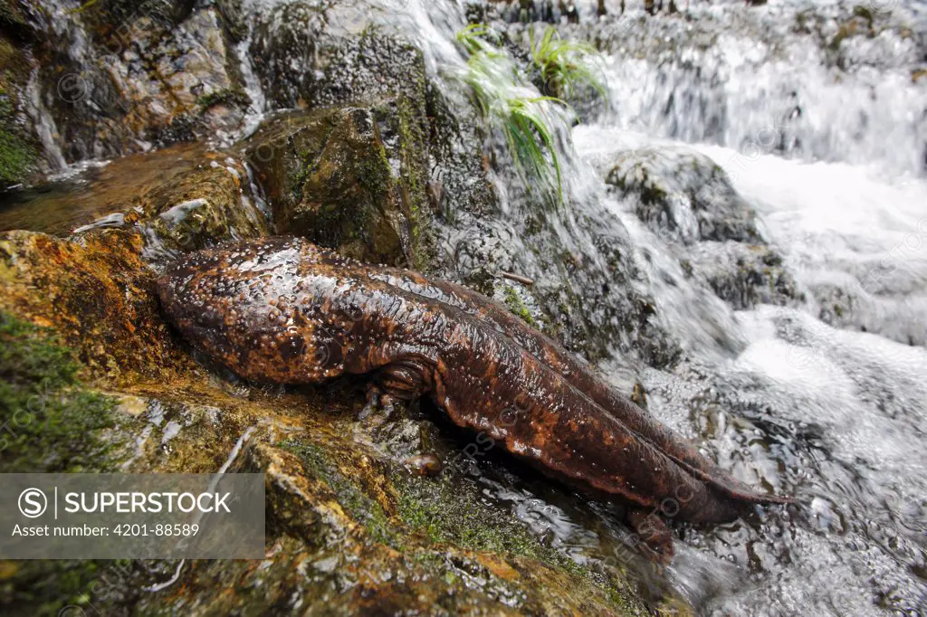 Japanese Giant Salamander (Andrias japonicus) on stream bank, Honshu, Japan
