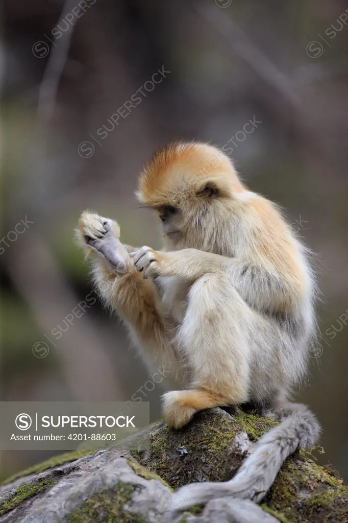 Golden Snub-nosed Monkey (Rhinopithecus roxellana) male grooming, Qinling Mountains, China