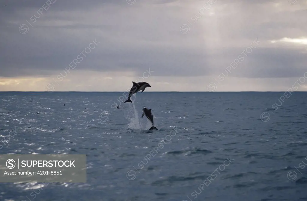 Dusky Dolphin (Lagenorhynchus obscurus) pair leaping, Kaikoura, New Zealand