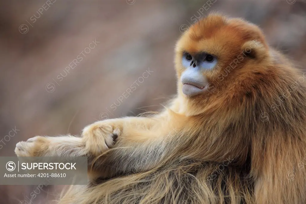 Golden Snub-nosed Monkey (Rhinopithecus roxellana) female, Qinling Mountains, China
