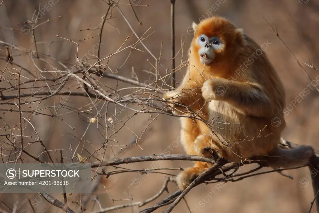 Golden Snub-nosed Monkey (Rhinopithecus roxellana) feeding, Qinling Mountains, China