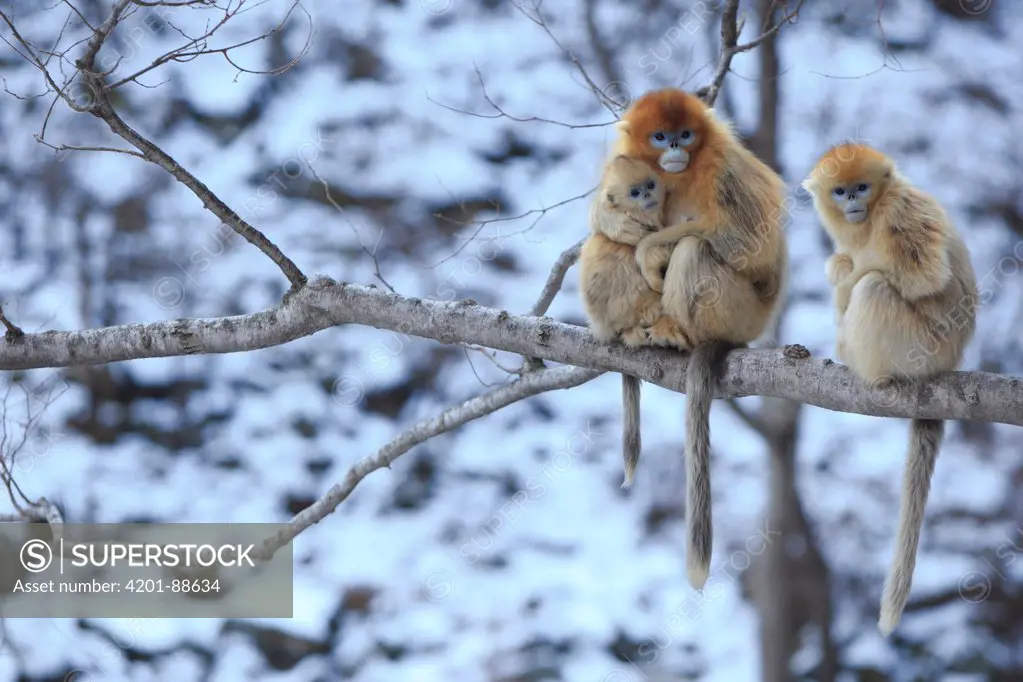 Golden Snub-nosed Monkey (Rhinopithecus roxellana) female and young and juvenile, Qinling Mountains, China