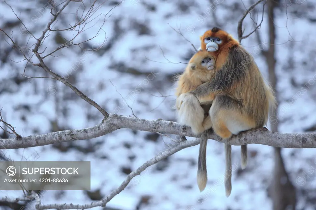 Golden Snub-nosed Monkey (Rhinopithecus roxellana) male and female huddled up against each other to keep warm, Qinling Mountains, China