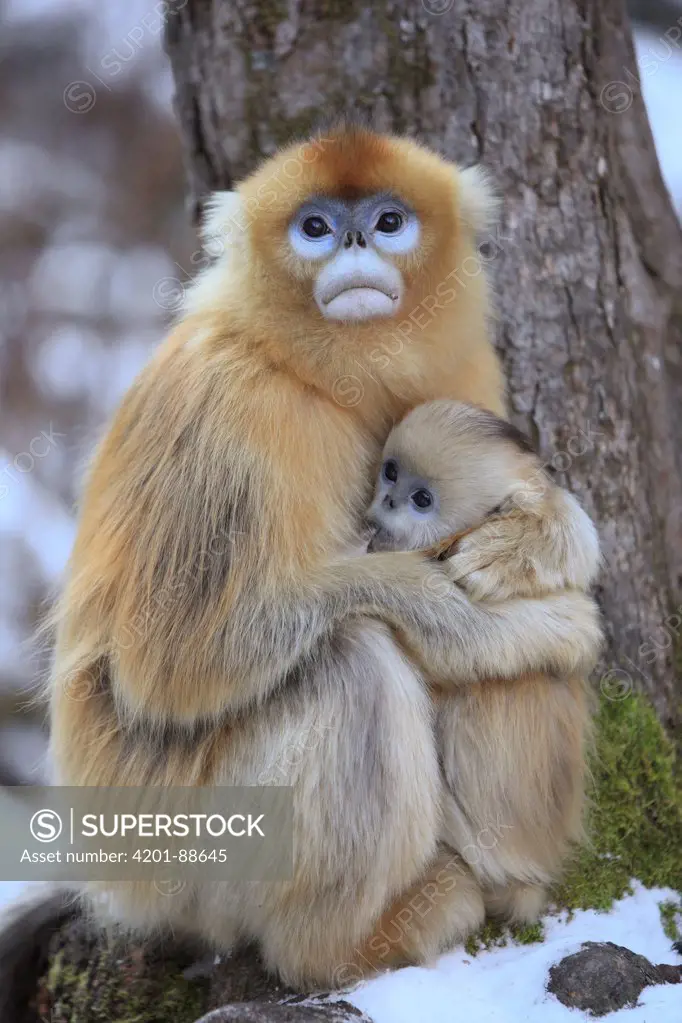 Golden Snub-nosed Monkey (Rhinopithecus roxellana) female with young suckling, Qinling Mountains, China