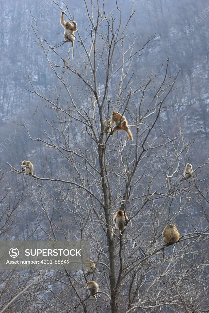 Golden Snub-nosed Monkey (Rhinopithecus roxellana) eating bark, Qinling Mountains, China