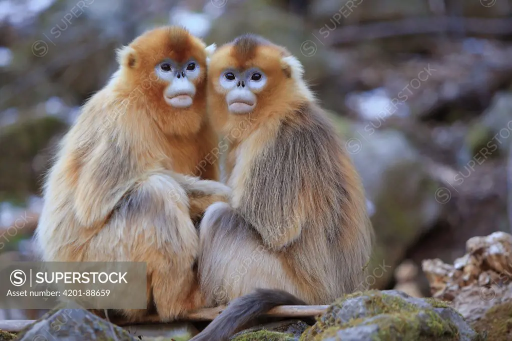 Golden Snub-nosed Monkey (Rhinopithecus roxellana) females, Qinling Mountains, China