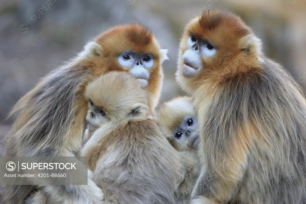 Golden Snub-nosed Monkey (Rhinopithecus roxellana) females and young, Qinling Mountains, China