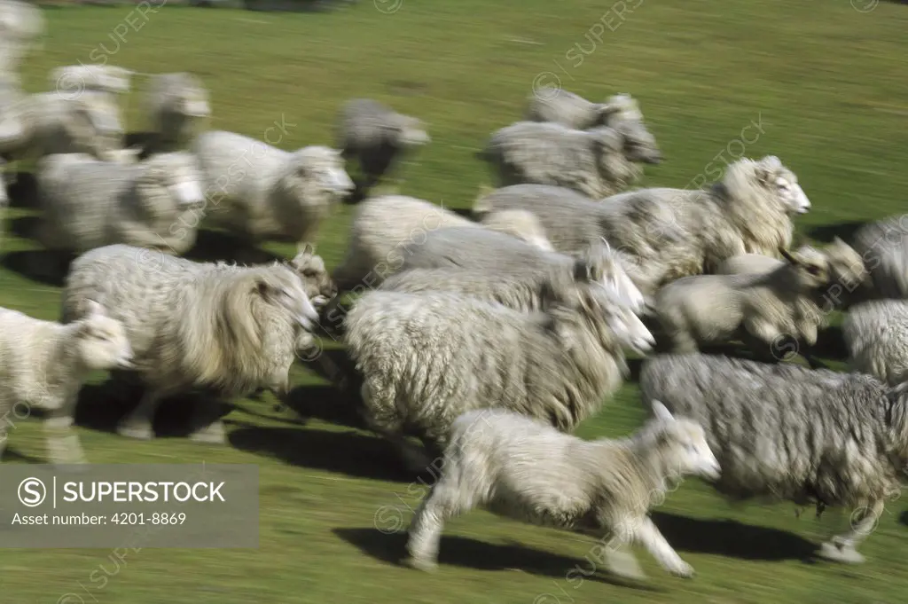 Domestic Sheep (Ovis aries) herd running, New Zealand