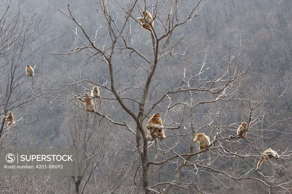 Golden Snub-nosed Monkey (Rhinopithecus roxellana) troop eating bark, Qinling Mountains, China
