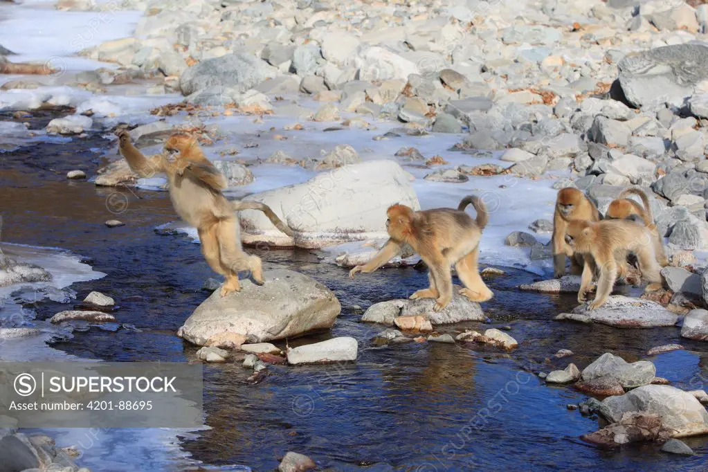 Golden Snub-nosed Monkey (Rhinopithecus roxellana) group jumping across stream, Qinling Mountains, China