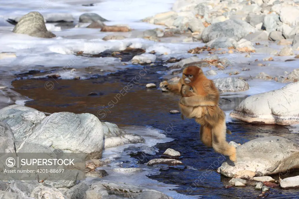 Golden Snub-nosed Monkey (Rhinopithecus roxellana) female jumping across stream with young on her belly, Qinling Mountains, China