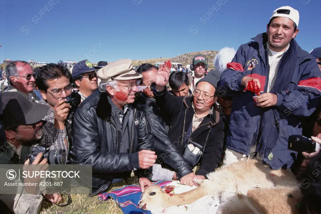 Vicuna (Vicugna vicugna) Chacu ritual blood ceremony marking annual Vicuna round-up for shearing, Pampa Galeras National Reserve, Peru