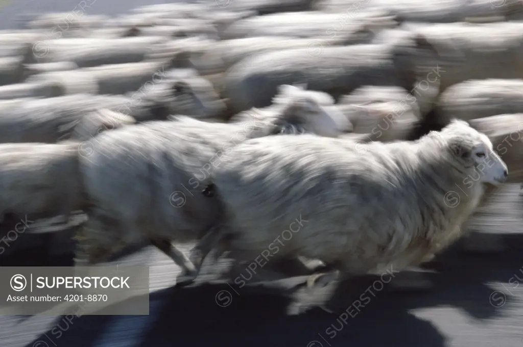 Domestic Sheep (Ovis aries) herd running, New Zealand