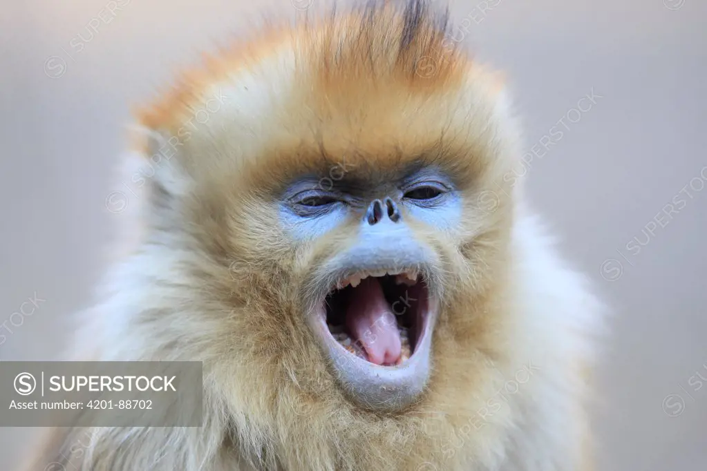 Golden Snub-nosed Monkey (Rhinopithecus roxellana) juvenile yawning, Qinling Mountains, China