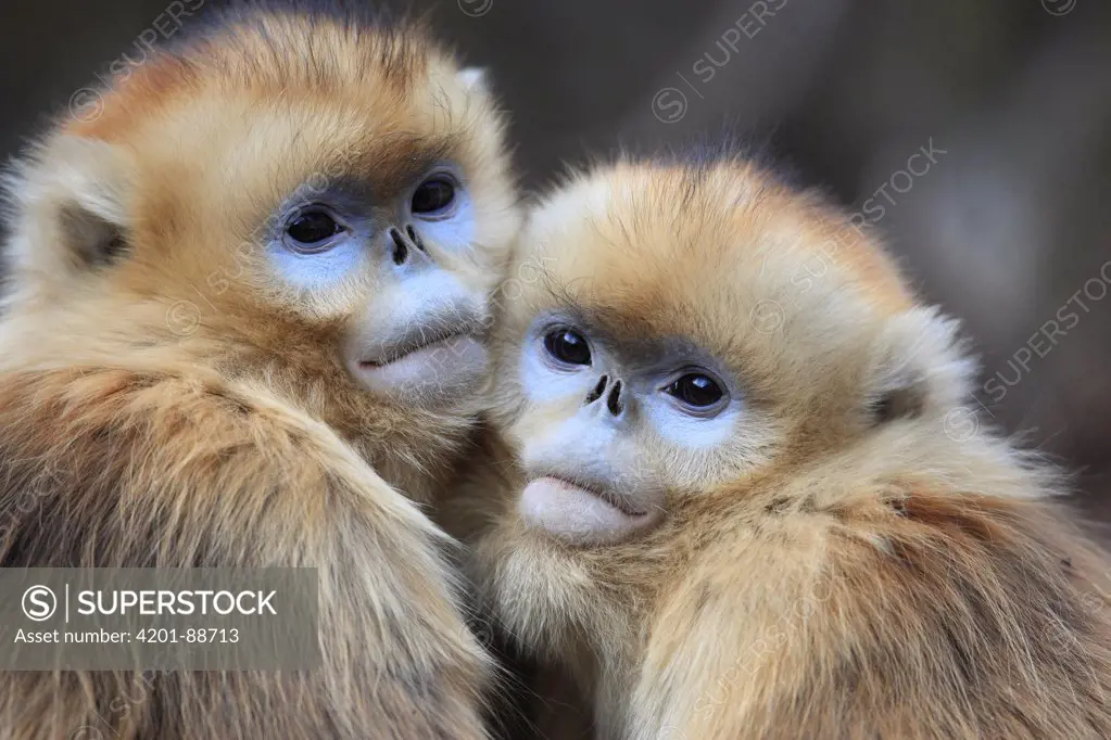 Golden Snub-nosed Monkey (Rhinopithecus roxellana) juveniles huddled up against each other to keep warm, Qinling Mountains, China