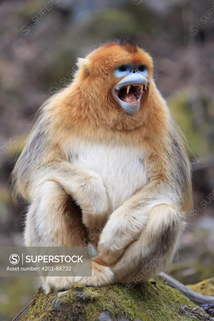 Golden Snub-nosed Monkey (Rhinopithecus roxellana) male calling, Qinling Mountains, China