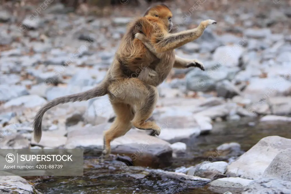 Golden Snub-nosed Monkey (Rhinopithecus roxellana) female jumping across stream with young on her belly, Qinling Mountains, China