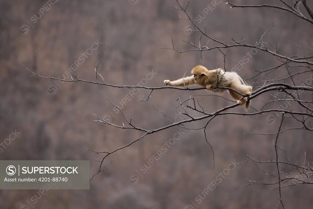 Golden Snub-nosed Monkey (Rhinopithecus roxellana) juvenile feeding on bark, Qinling Mountains, China