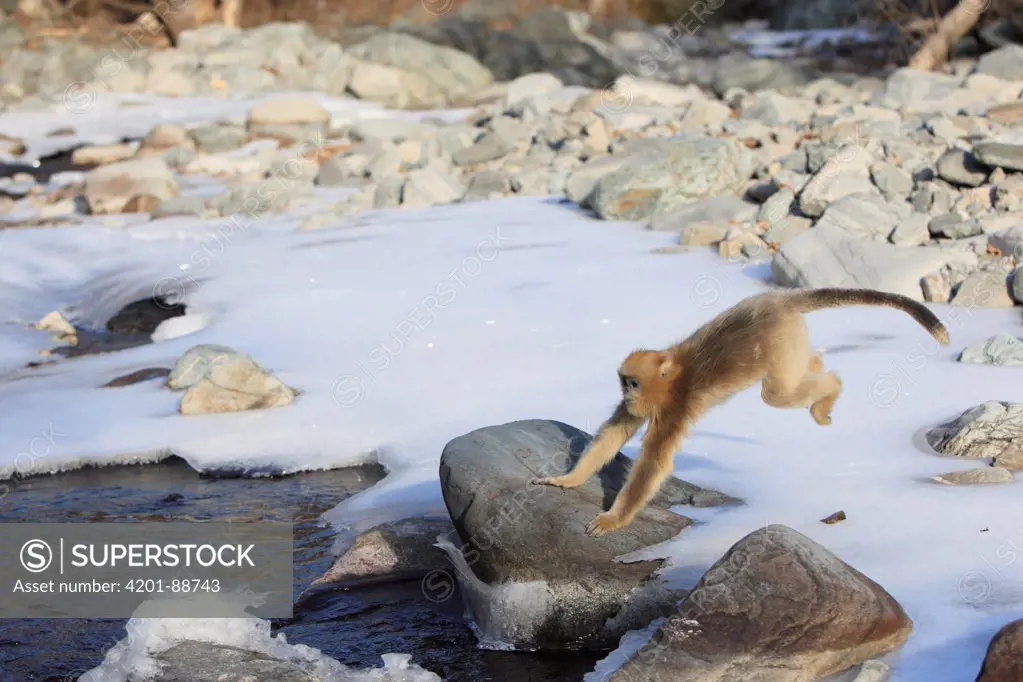 Golden Snub-nosed Monkey (Rhinopithecus roxellana) jumping across stream, Qinling Mountains, China