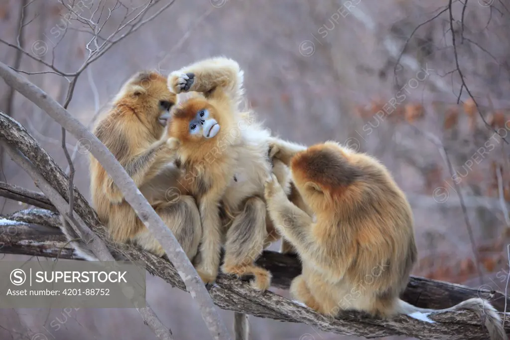 Golden Snub-nosed Monkey (Rhinopithecus roxellana) females grooming, Qinling Mountains, China
