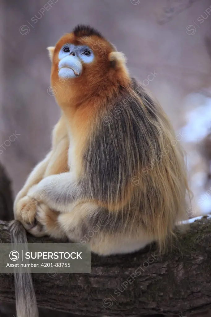 Golden Snub-nosed Monkey (Rhinopithecus roxellana) male looking up, Qinling Mountains, China