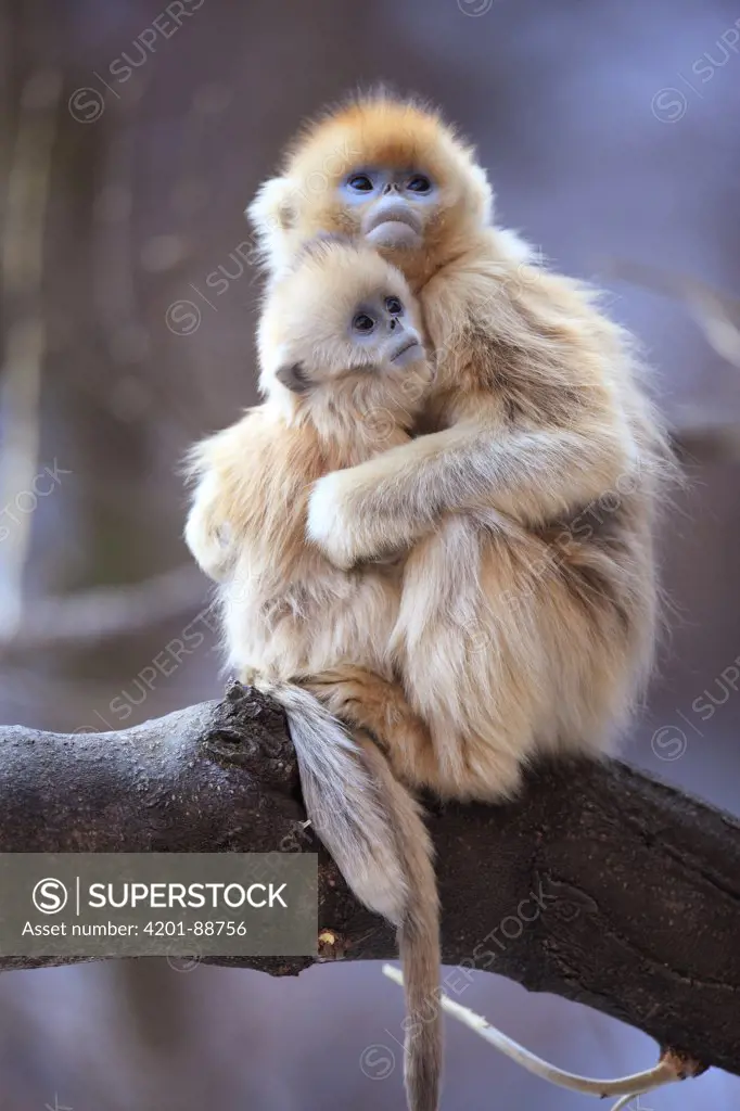 Golden Snub-nosed Monkey (Rhinopithecus roxellana) juvenile and young huddled up against each other to keep warm, Qinling Mountains, China