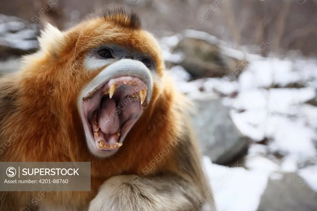 Golden Snub-nosed Monkey (Rhinopithecus roxellana) male displaying, Qinling Mountains, China