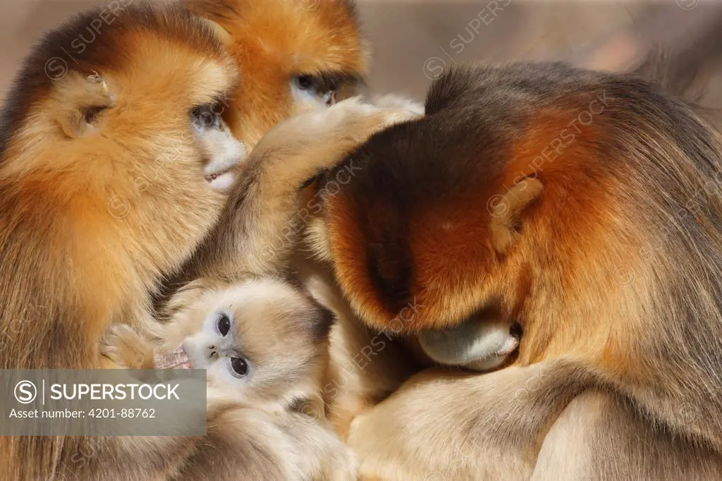 Golden Snub-nosed Monkey (Rhinopithecus roxellana) females with young grooming male, Qinling Mountains, China