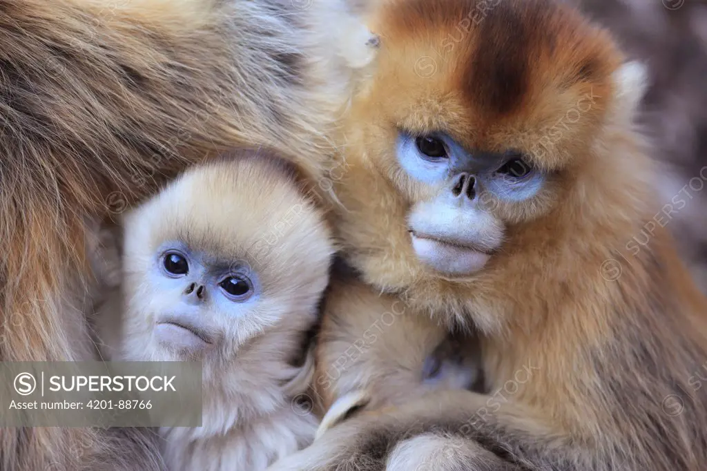 Golden Snub-nosed Monkey (Rhinopithecus roxellana) females and young huddled up against each other to keep warm, Qinling Mountains, China