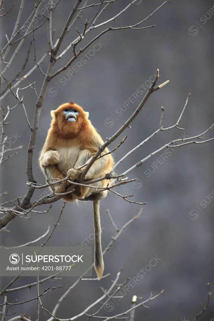 Golden Snub-nosed Monkey (Rhinopithecus roxellana) male eating bark, Qinling Mountains, China