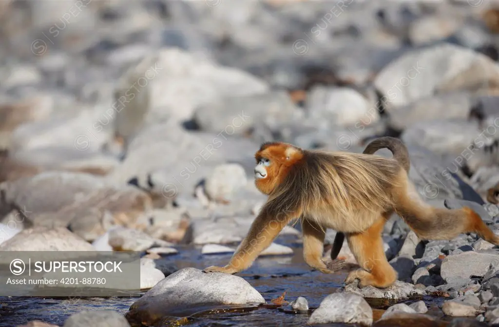 Golden Snub-nosed Monkey (Rhinopithecus roxellana) male crossing stream, Qinling Mountains, China