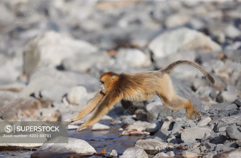 Golden Snub-nosed Monkey (Rhinopithecus roxellana) female jumping across stream, Qinling Mountains, China