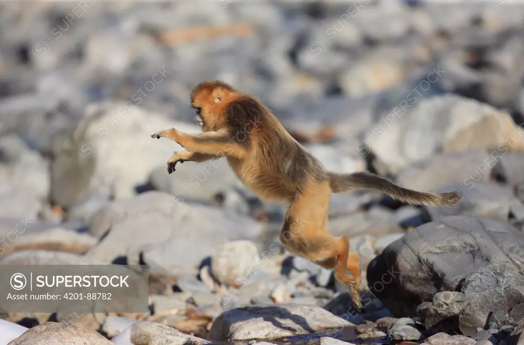 Golden Snub-nosed Monkey (Rhinopithecus roxellana) jumping across stream, Qinling Mountains, China