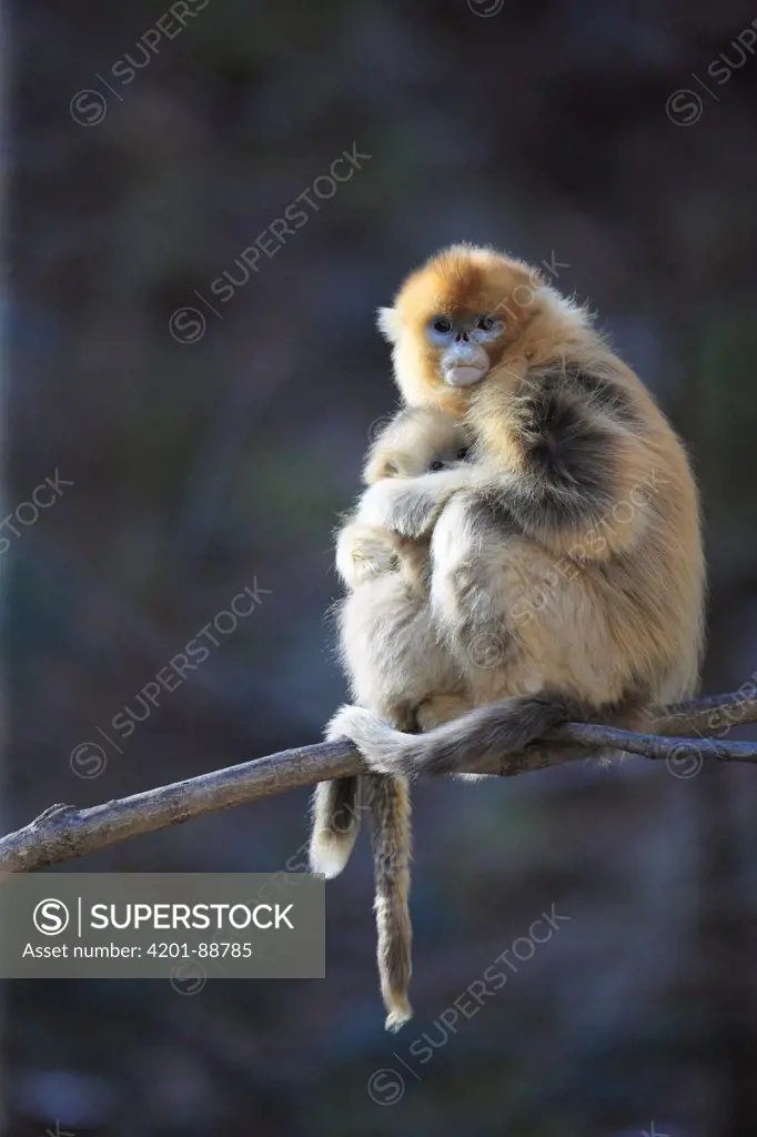 Golden Snub-nosed Monkey (Rhinopithecus roxellana) female and young, Qinling Mountains, China