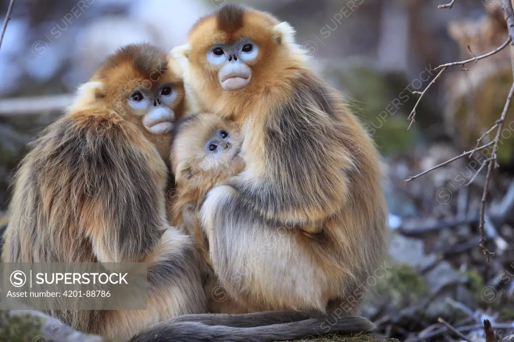 Golden Snub-nosed Monkey (Rhinopithecus roxellana) females and young, Qinling Mountains, China