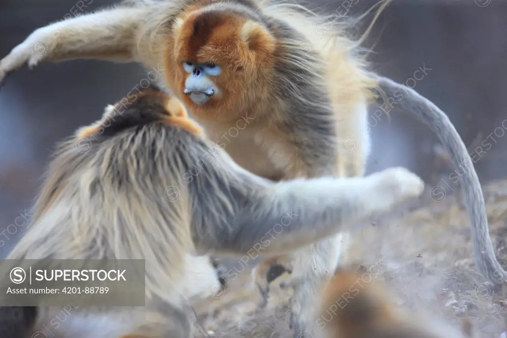 Golden Snub-nosed Monkey (Rhinopithecus roxellana) males fighting during mating season, Qinling Mountains, China