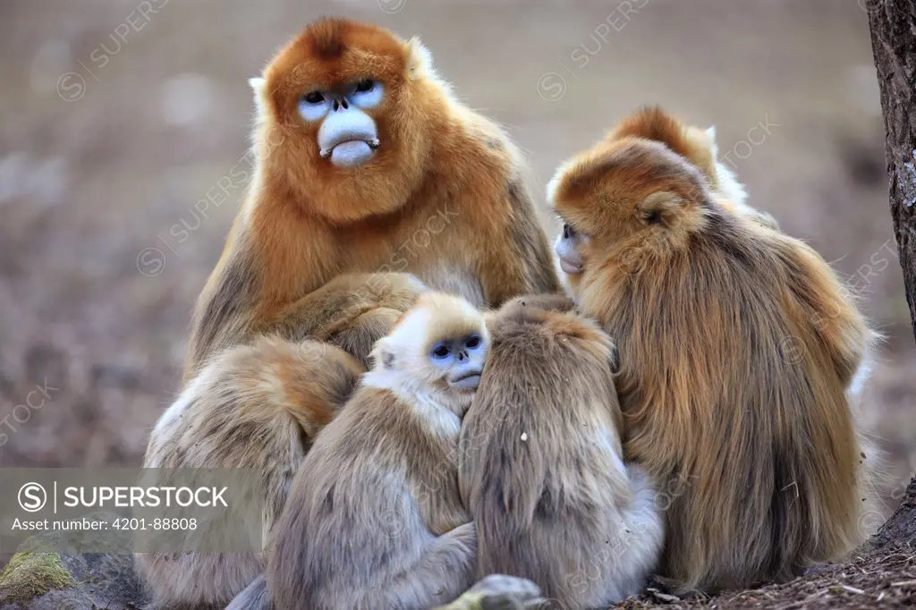 Golden Snub-nosed Monkey (Rhinopithecus roxellana) family, Qinling Mountains, China