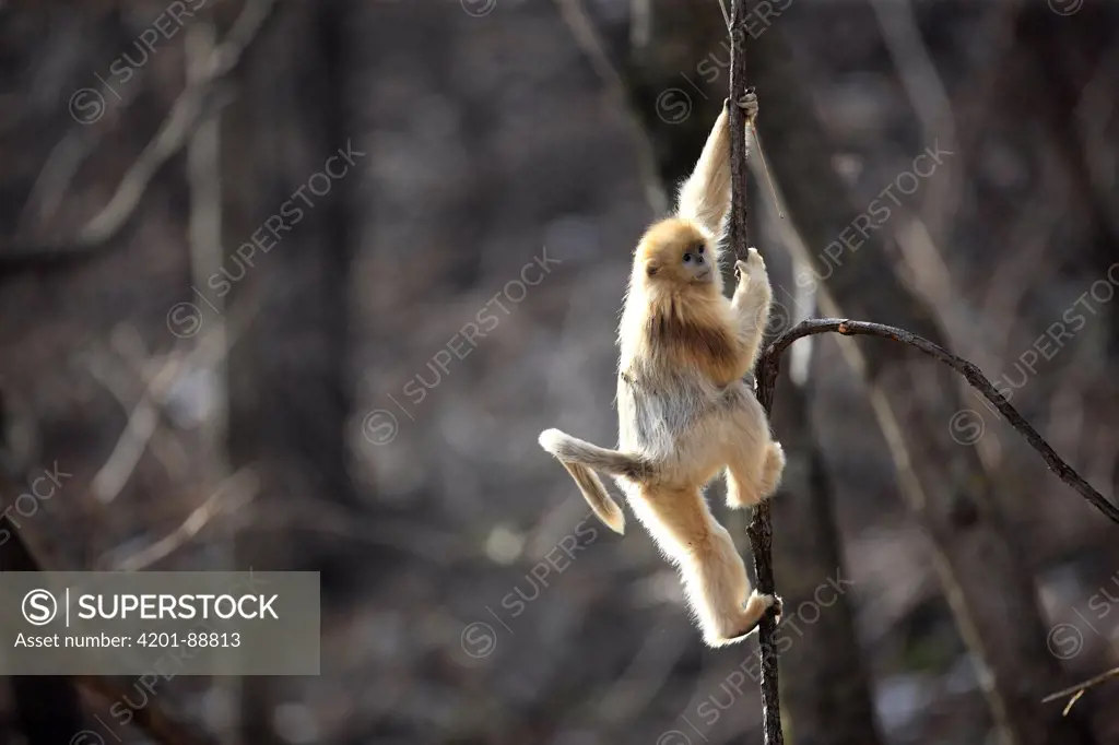 Golden Snub-nosed Monkey (Rhinopithecus roxellana) juvenile climbing in tree, Qinling Mountains, China