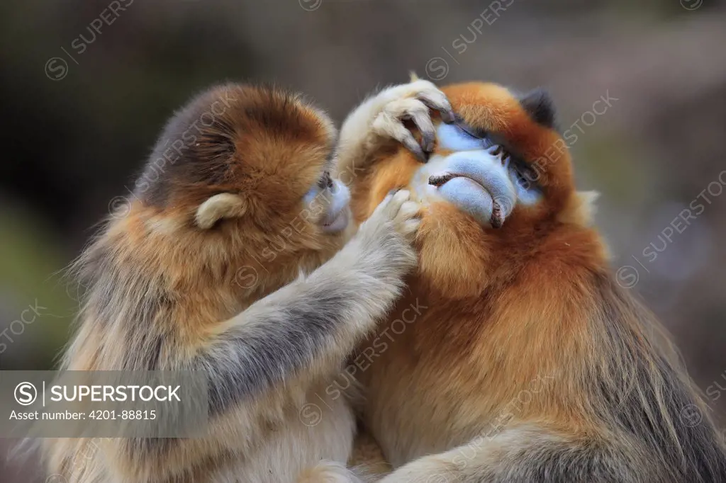 Golden Snub-nosed Monkey (Rhinopithecus roxellana) female grooming male, Qinling Mountains, China