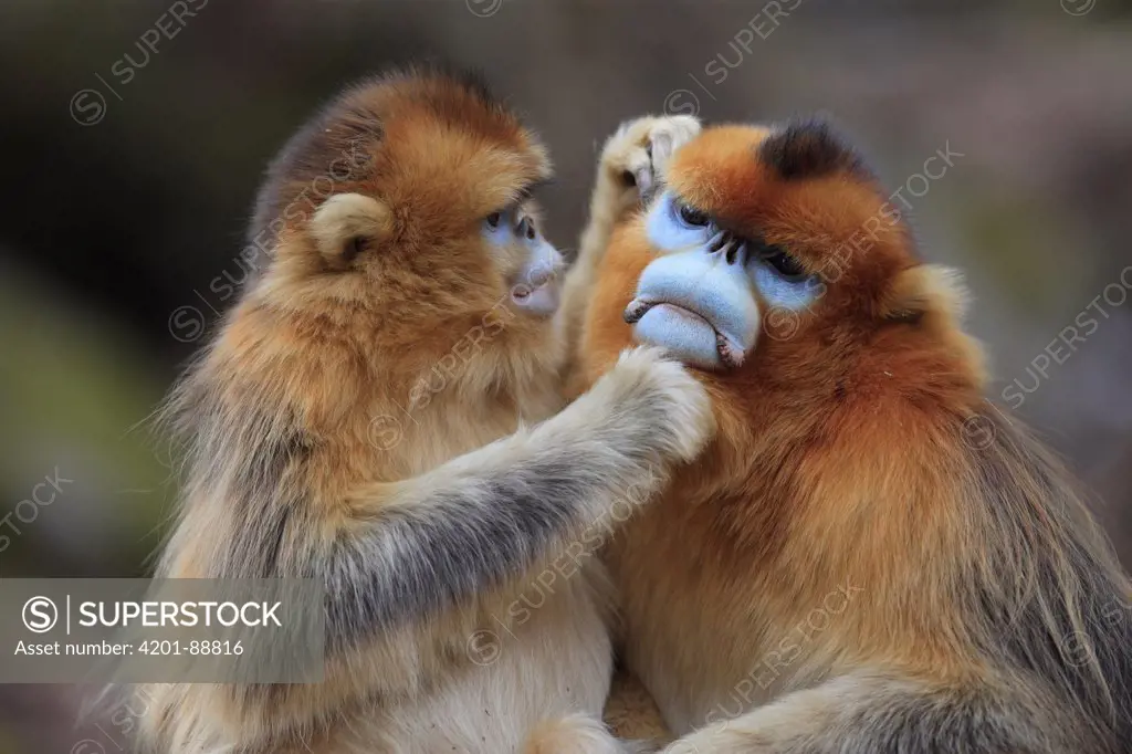 Golden Snub-nosed Monkey (Rhinopithecus roxellana) female grooming male, Qinling Mountains, China